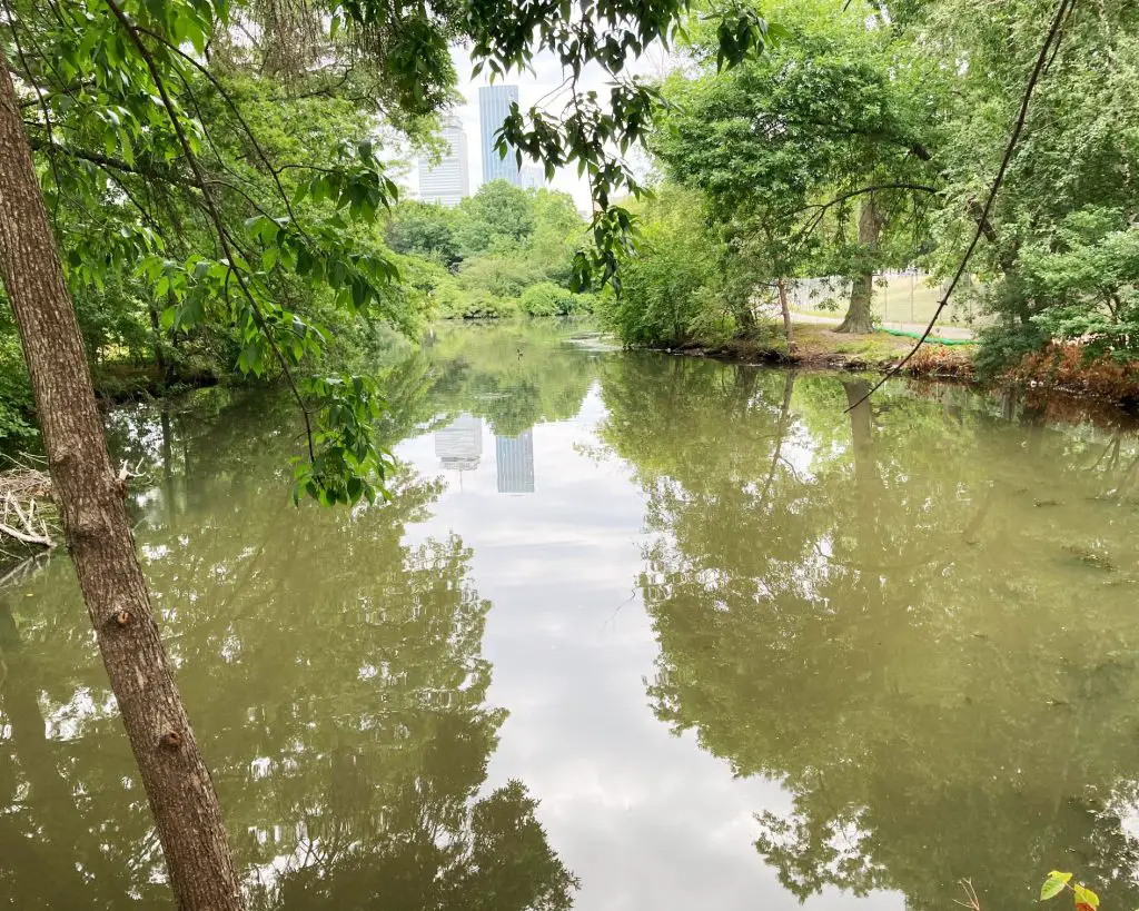 back bay fens muddy river