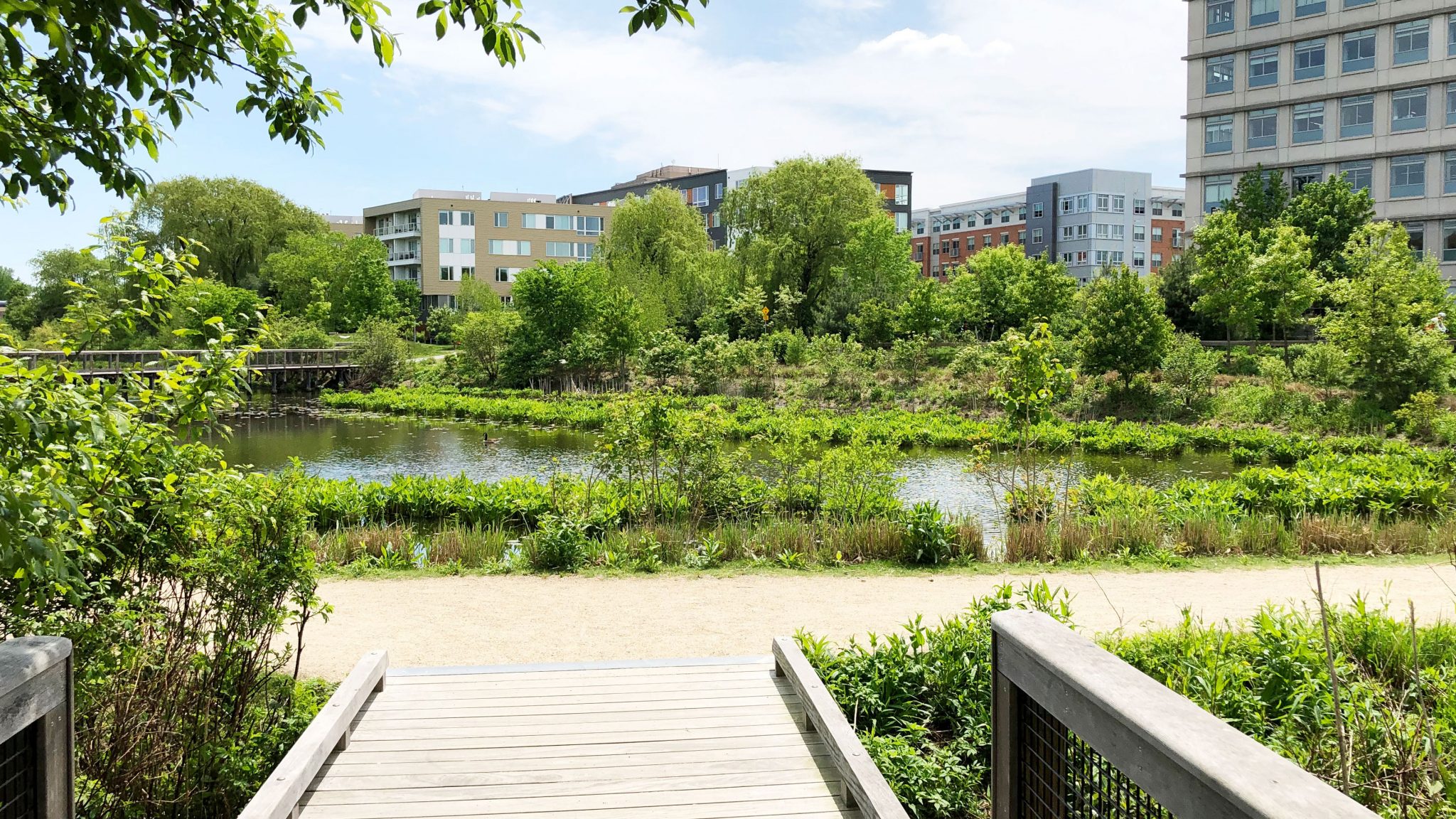 Escape to Nature's Embrace: Unwinding at Massachusetts' Alewife Brook Reservation