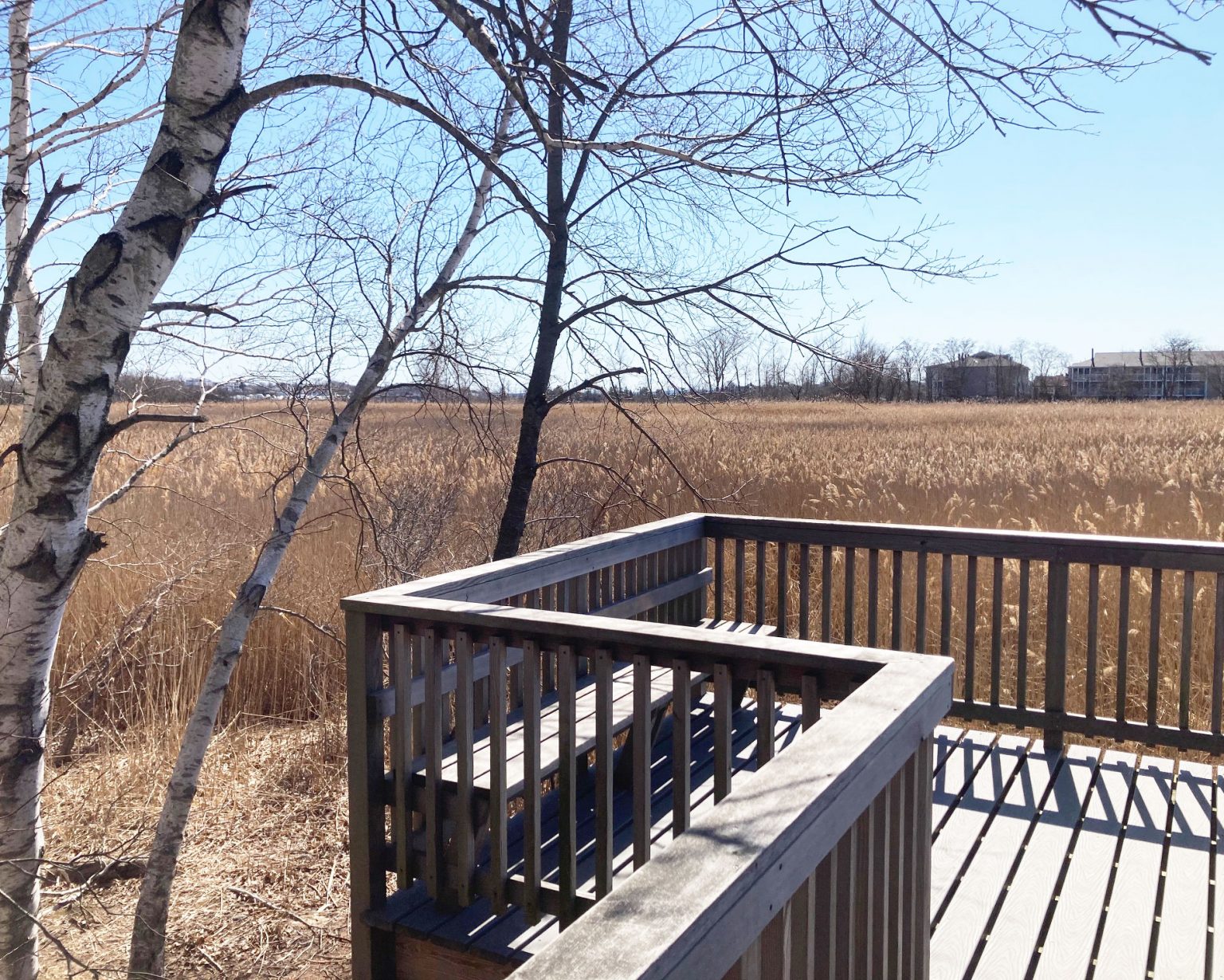 Escape to Nature's Embrace: Exploring Belle Isle Marsh Reservation