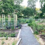 Best Community Gardens in Boston