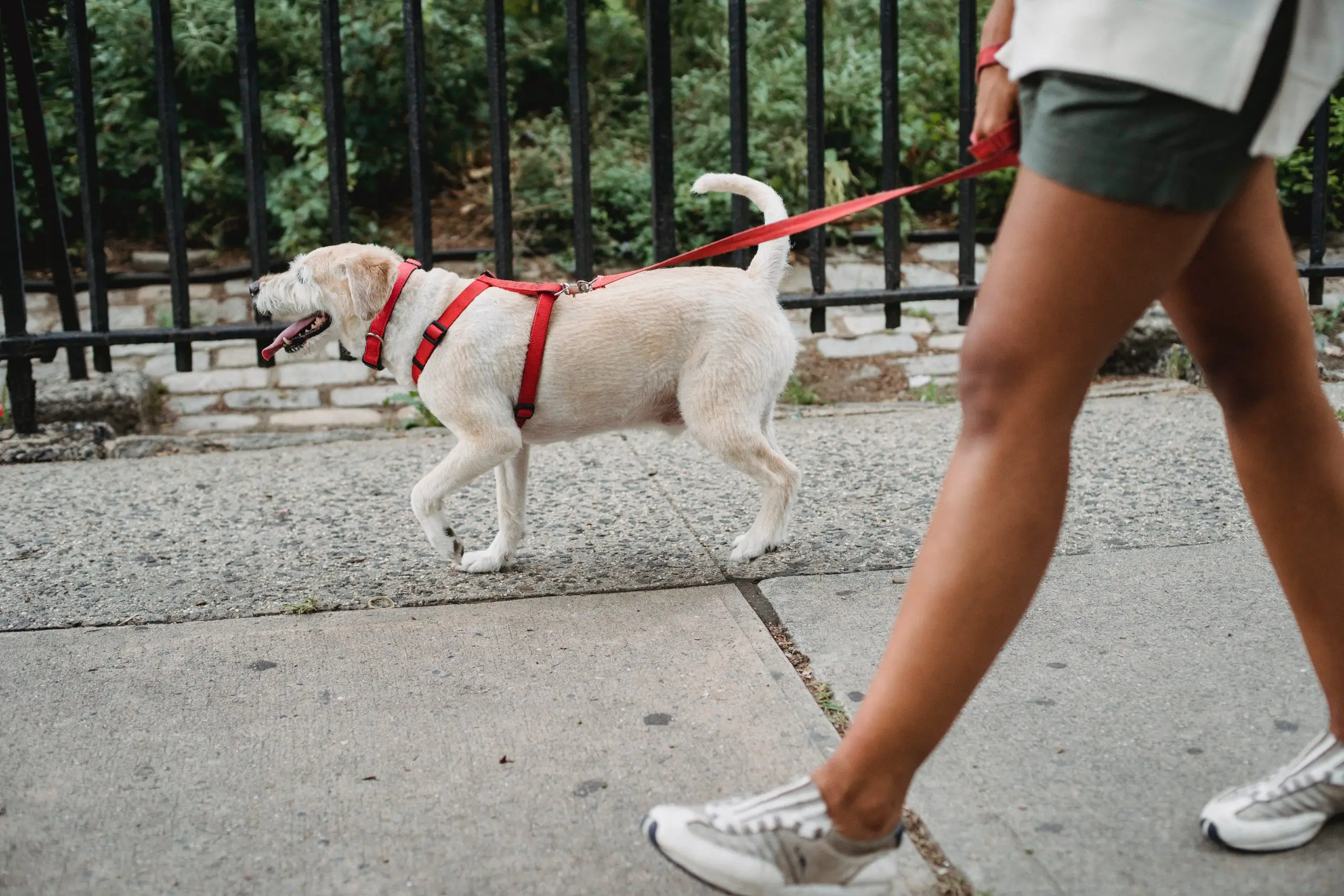 You are currently viewing 6 Ways to Keep City Dogs Healthy