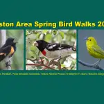 Spring Bird Walks @ Boston Nature Center