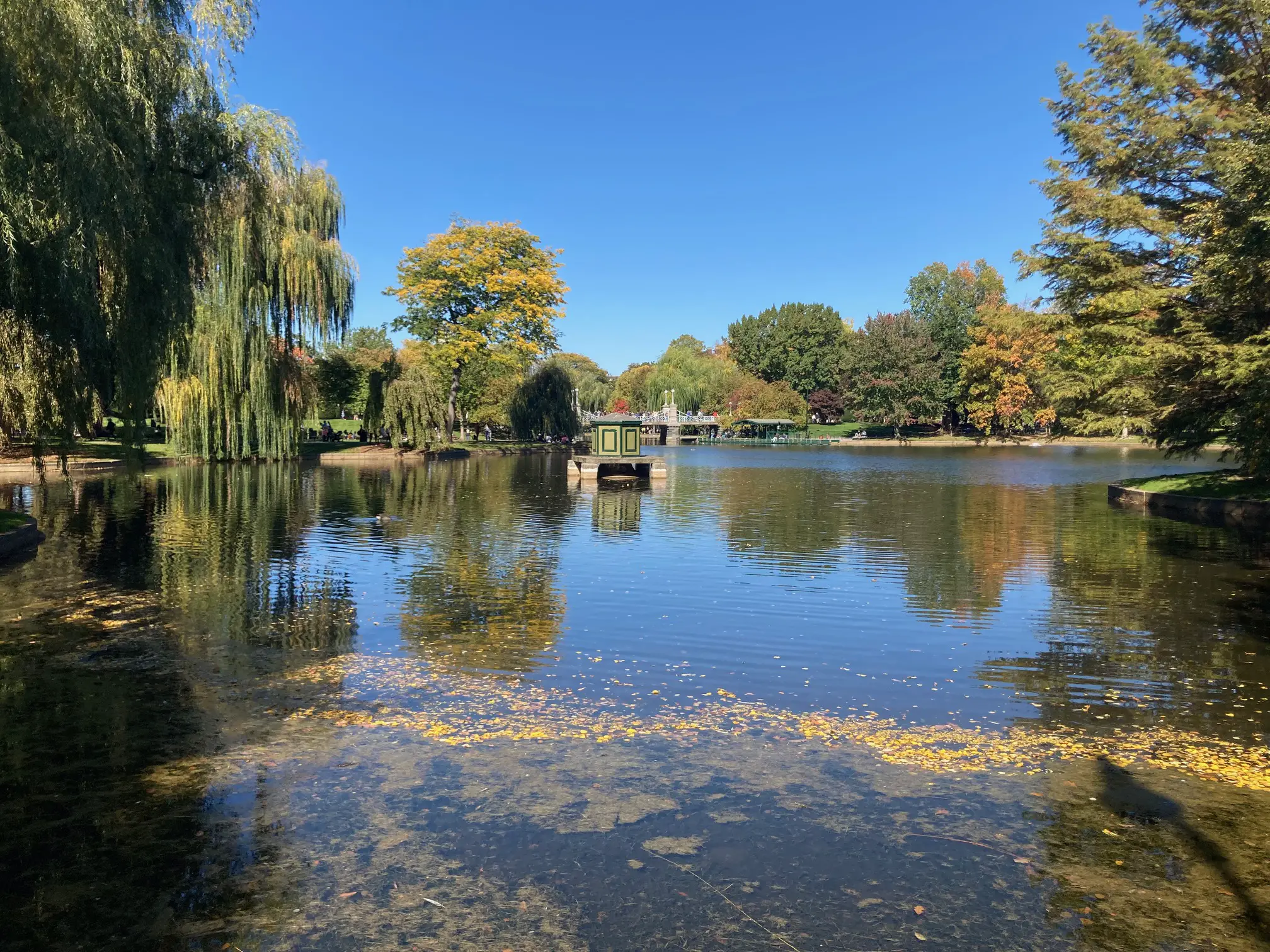 boston public garden lagoon