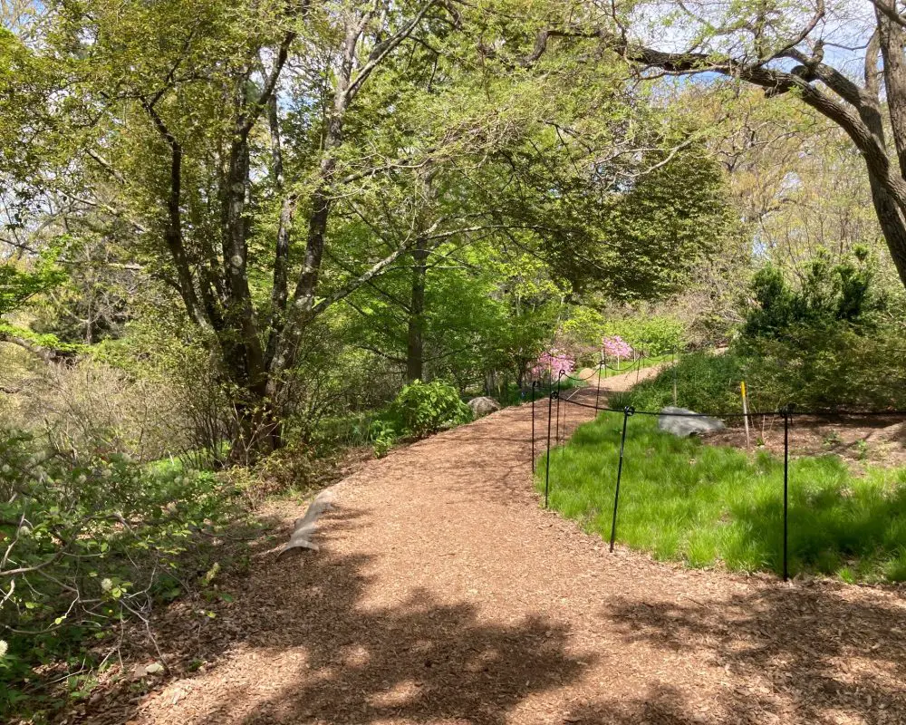 Arnold-arboretum-path