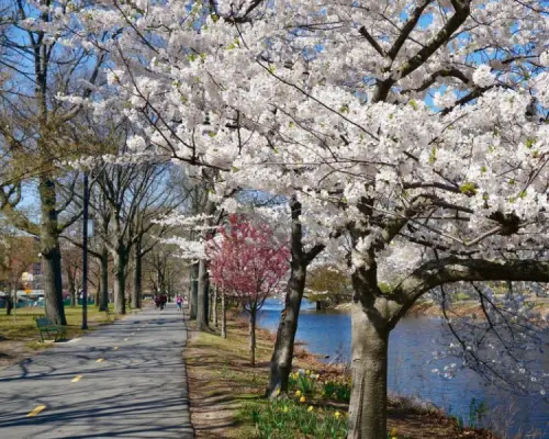 esplanade-cherry-blossoms