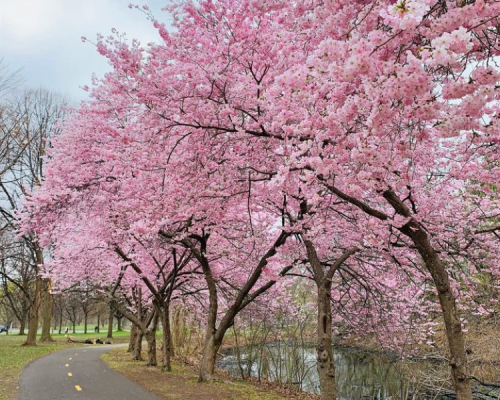 herter-park-cherry-blossoms