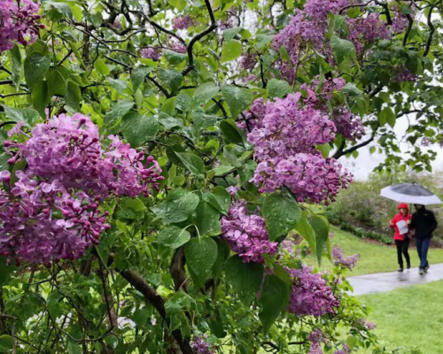 lilac-festival-arnold-arboretum
